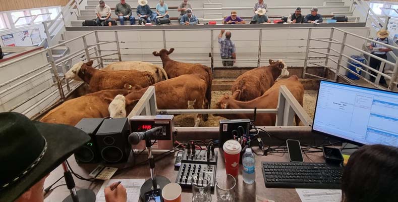 Gladstone Auction Mart